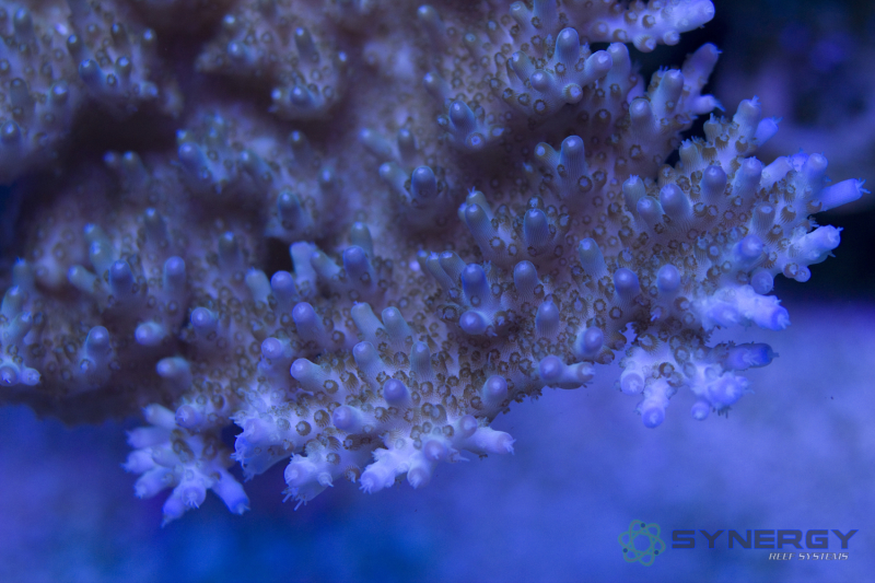 Efflo – Synergy Reef Systems